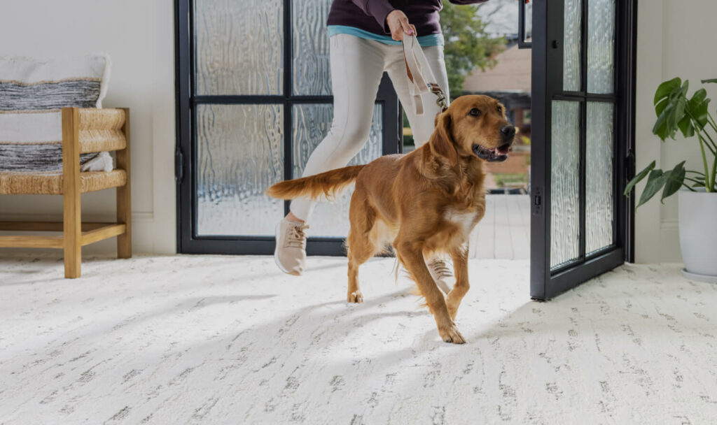 Dog running on carpet floor | Homespun